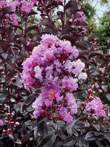 Selyemmirtusz 'Black Diamond Purely Purple' fajta - Lagerstroemia 'Black Diamond Purely Purple'