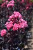 Selyemmirtusz 'Black Diamond Shell Pink' fajta - Lagerstroemia 'Black Diamond Shell Pink'