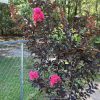 Selyemmirtusz 'Black Diamond Shell Pink' fajta - Lagerstroemia 'Black Diamond Shell Pink'