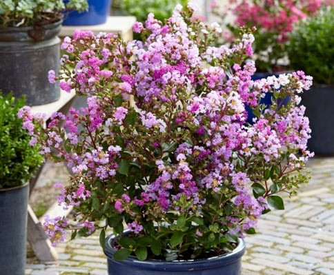 Selyemmirtusz 'With Love Kiss (Milavio)' törpe fajta - Lagerstroemia 'With Love Kiss(Milavio)'