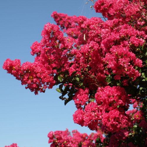 Selyemmirtusz 'Tuskegee' fajta - Lagerstroemia 'Tuskegee'