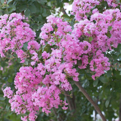 Selyemmirtusz 'Lipan' fajta - Lagerstroemia 'Lipan'