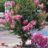 Selyemmirtusz 'Lipan' fajta - Lagerstroemia 'Lipan'