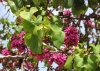 Közönséges júdásfa - Cercis siliquastrum