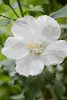 Mályvacserje 'Flower Tower White fajta - Hibiscus syriacus 'Flower Tower White'