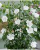 Mályvacserje 'Flower Tower White fajta - Hibiscus syriacus 'Flower Tower White'