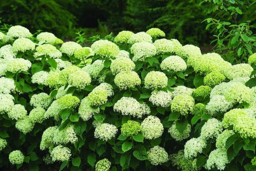 Cserjés hortenzia 'Bella Ragazza Limetta' fajta - Hydrangea arborescens 'Bella Ragazza Limetta'