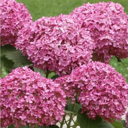 Cserjés hortenzia 'Bella Ragazza Mauvette' fajta - Hydrangea arborescens 'Bella Ragazza Mauvette'