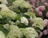 Cserjés hortenzia 'Lime Rickey' fajta - Hydrangea arborescens 'Lime Rickey'