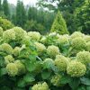 Cserjés hortenzia 'Lime Rickey' fajta - Hydrangea arborescens 'Lime Rickey'