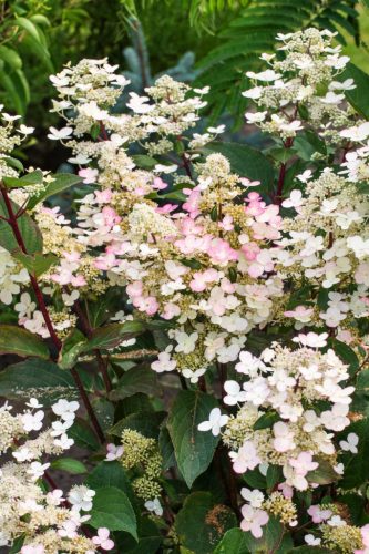 Bugás hortenzia 'Early Harry fajta - Hydrangea paniculata 'Early Harry'