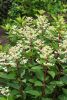 Bugás hortenzia 'Early Harry fajta - Hydrangea paniculata 'Early Harry'