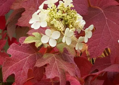 Tölgylevelű hortenzia 'Burgundy' fajta - Hydrangea quercifolia 'Burgundy'