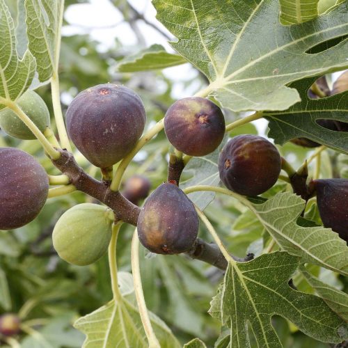 Jégfüge 'Ice Crystal' fajta - Ficus carica 'Ice Crystal'