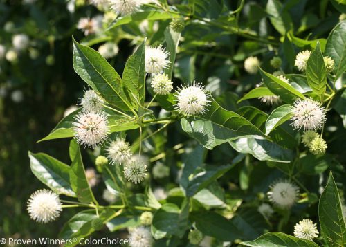 Gombvirág cserje 'Sugar Shack' fajta - Cephalanthus occidentalis 'Sugar Shack'