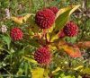 Gombvirág cserje 'Sugar Shack' fajta - Cephalanthus occidentalis 'Sugar Shack'