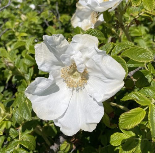 Rosa rugosa 'Alba'- Japán rózsa - hangakerteszet.h