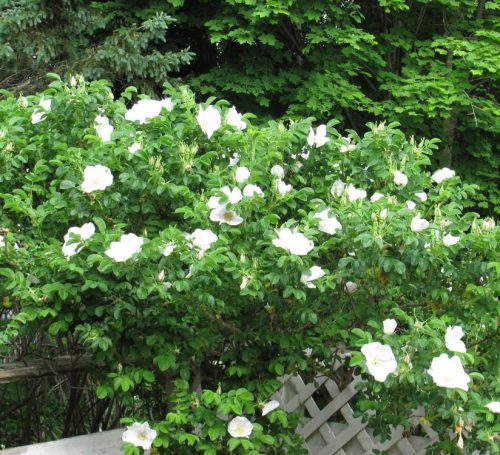 Rosa rugosa 'Alba'- Japán rózsa - hangakerteszet.h