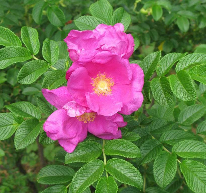 Rosa rugosa 'Pussy' - Japán rózsa - hangakerteszet