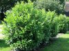 Oszlopos babérmeggy ’Caucasica Darts’ fajta - Prunus laurocerasus ’Caucasica Darts’