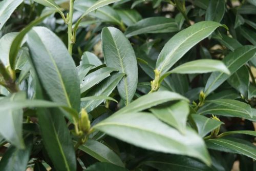 Babérmeggy ’Caucasica’ fajta - Prunus laurocerasus ’Caucasica’