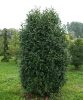 Oszlopos babérmeggy ’Genolia’ fajta - Prunus laurocerasus ’Genolia’