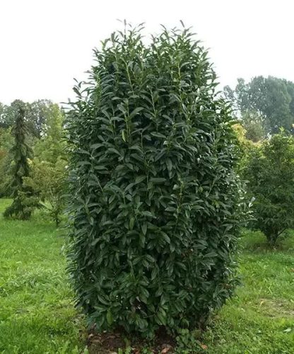 Oszlopos babérmeggy ’Genolia’ fajta - Prunus laurocerasus ’Genolia’