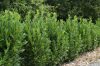 Oszlopos babérmeggy ’Green Torch’ fajta - Prunus laurocerasus ’Green Torch’