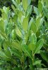 Oszlopos babérmeggy ’Green Torch’ fajta - Prunus laurocerasus ’Green Torch’