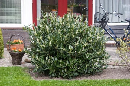 Babérmeggy ’Otto Luyken’ fajta - Prunus laurocerasus ’Otto Luyken’