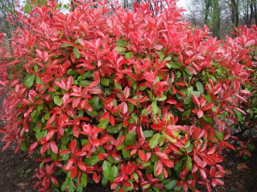 Korallberkenye 'Camilvy’ fajta - Photinia x fraserii 'Camilvy’