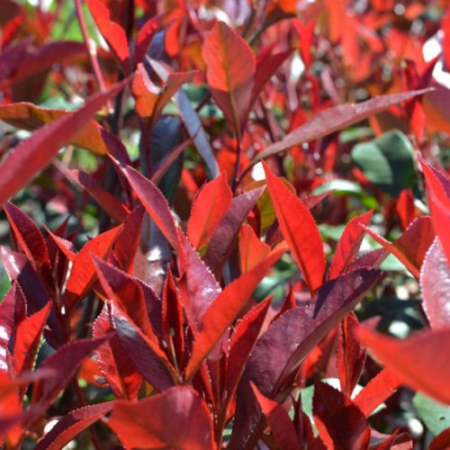 Korallberkenye 'Carée Rogue’ fajta - Photinia x fraserii 'Carée Rogue’