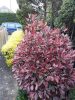 Korallberkenye 'Cassini’ fajta - Photinia x fraserii 'Cassini’