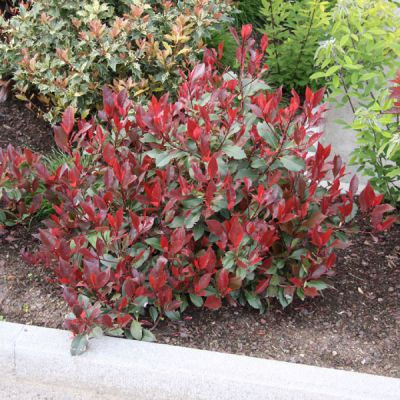 Törpe korallberkenye 'Little Red Robin’ fajta - Photinia x fraserii 'Little Red Robin’