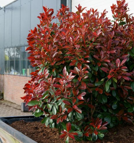 Korallberkenye 'Perfecta’ fajta - Photinia x fraserii 'Perfecta’