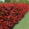 Korallberkenye 'Perfecta’ fajta - Photinia x fraserii 'Perfecta’