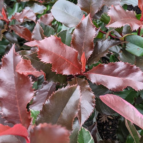 Korallberkenye 'Magical Volcano’ fajta - Photinia x fraserii 'Magical Volcano’