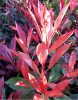 Korallberkenye 'Red Select’ fajta - Photinia x fraserii 'Red Select’