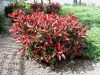 Korallberkenye 'Red Select’ fajta - Photinia x fraserii 'Red Select’