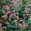 Korallberkenye 'Baton Rouge’ fajta - Photinia x fraserii 'Baton Rouge’