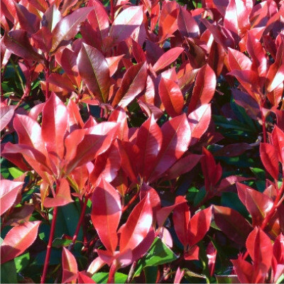 Korallberkenye 'Dynamo Red’ fajta - Photinia x fraserii 'Dynamo Red'