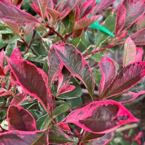 Korallberkenye 'Pink Marble’ fajta - Photinia x fraserii 'Pink Marble'