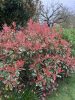 Korallberkenye 'Pink Marble’ fajta - Photinia x fraserii 'Pink Marble'