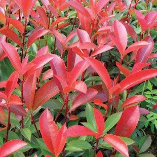 Korallberkenye 'Red Robin’ fajta - Photinia x fraserii 'Red Robin'