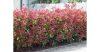 Korallberkenye 'Red Robin’ fajta - Photinia x fraserii 'Red Robin'