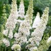 Fehér virágú nyáriorgona 'White Profusion' fajta - Buddleja davidii 'White Profusion'