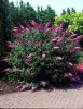 Rózsaszín virágú nyáriorgona 'Pink Delight' fajta - Buddleja davidii 'Pink Delight'