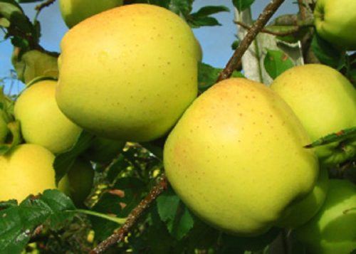 Golden Delicious alma