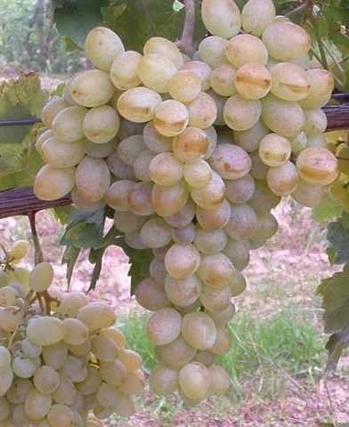 Belgrádi magvatlan, magnélküli, fehér csemegeszőlő - szabadgyökerű