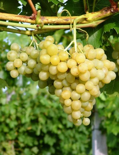 Palatina R/Augusztusi muskotály fehér csemegeszőlő - szabadgyökerű